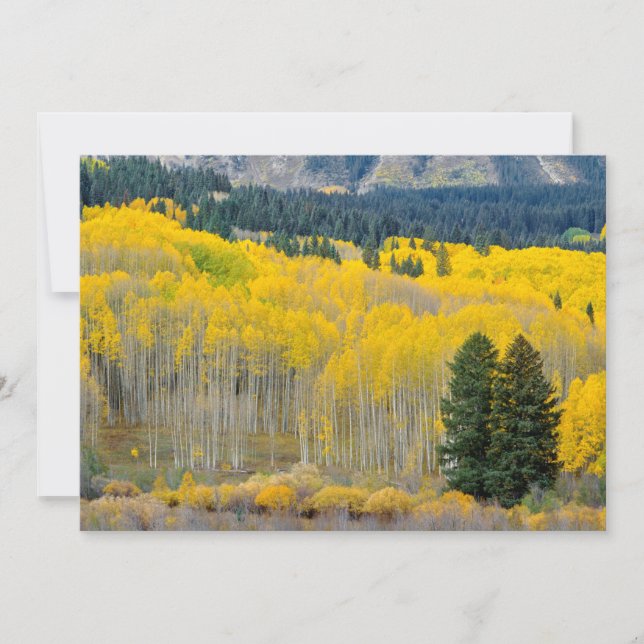 Tarjeta De Agradecimiento Abedules de otoño en la cordillera Ruby (Anverso)