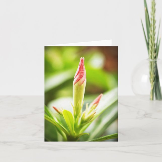 Tarjeta De Agradecimiento Adenium Notecard (Anverso)