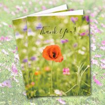 Adormidera en blanco dentro