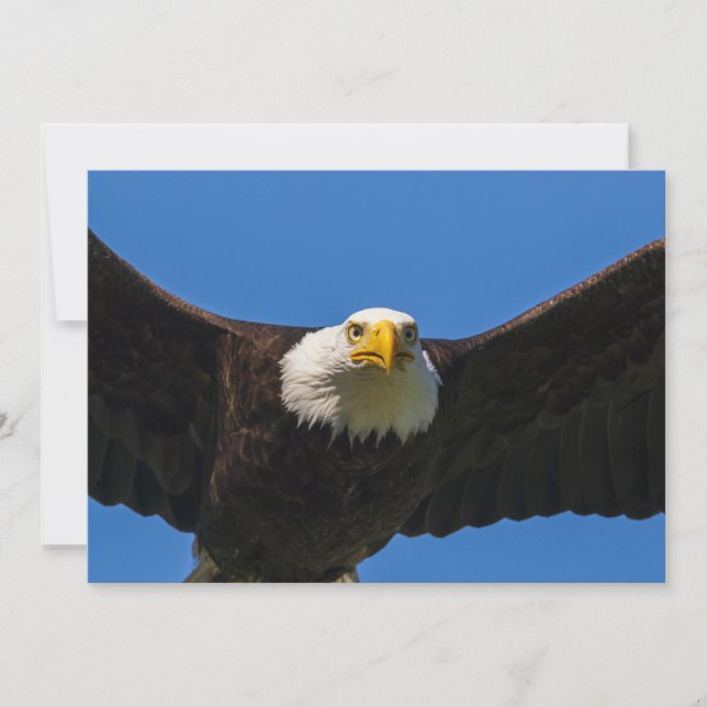 Tarjeta De Agradecimiento Águila calva pasa volando cerca (Anverso)