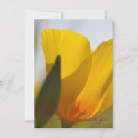 Amapola llena de luz