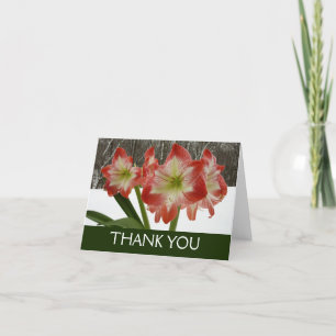 Tarjeta De Agradecimiento Amaryllis en floral de invierno en la nieve roja f