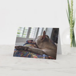 Tarjeta De Agradecimiento Amor de Pitbull
