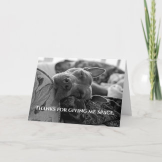 Tarjeta De Agradecimiento Amor de Pitbull
