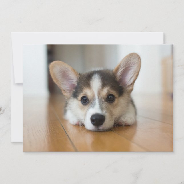 Tarjeta De Agradecimiento Animales Bebés Más Lindos | Cachorro de Corgi Mira (Anverso)