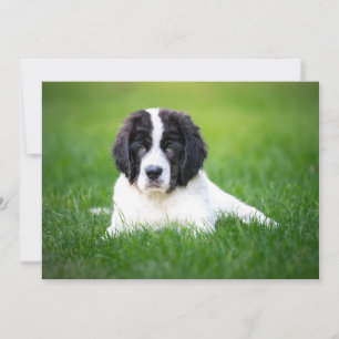 Tarjeta De Agradecimiento Animales Bebés Más Lindos   Cachorro de Terranova