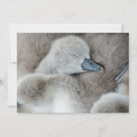 Animales Bebés más Lindos | Cisne Mudo Bebé