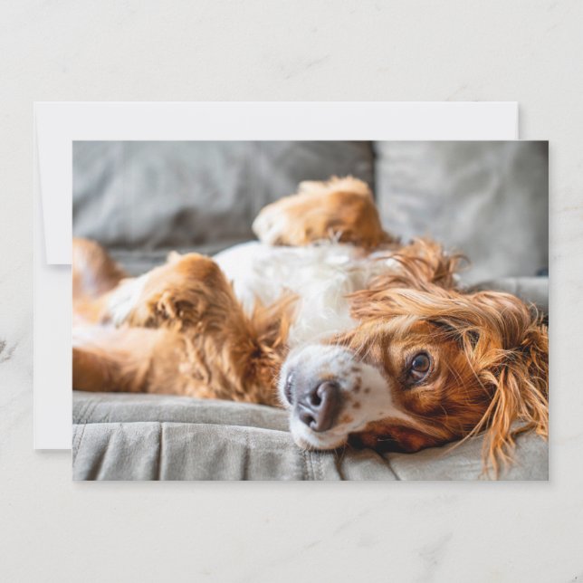 Tarjeta De Agradecimiento Animales Bebés más Lindos | Cocker Spaniel (Anverso)