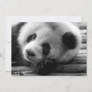 Tarjeta De Agradecimiento Animales Bebés más Lindos   Cría de Oso Panda Giga