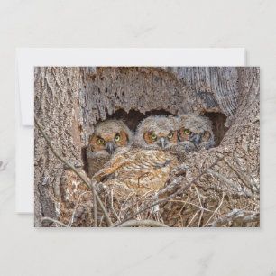 Tarjeta De Agradecimiento Animales Bebés más Lindos   Crías de Búho American