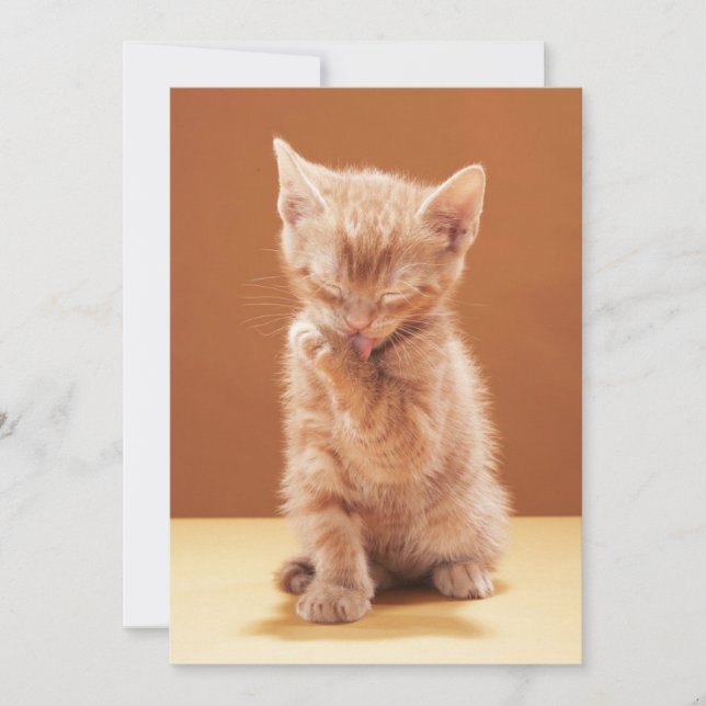 Tarjeta De Agradecimiento Animales Bebés Más Lindos | Gatito Atigrado Naranj (Anverso)