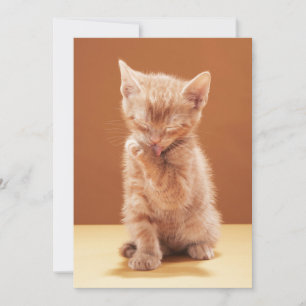 Tarjeta De Agradecimiento Animales Bebés Más Lindos   Gatito Atigrado Naranj