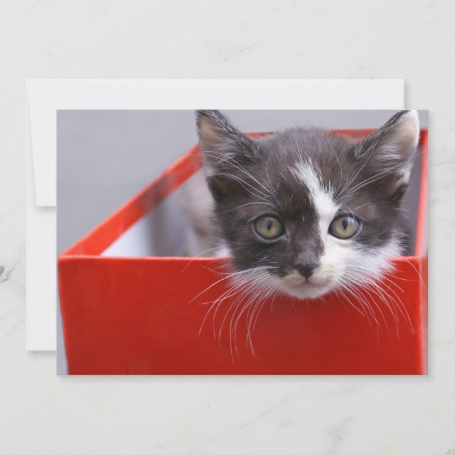 Tarjeta De Agradecimiento Animales Bebés más Lindos | Gatito Negro y Blanco (Anverso)