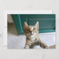 Animales Bebés Más Lindos | Gatito Tabby Adorable