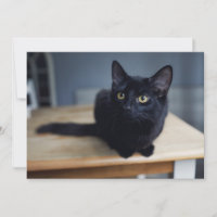 Animales Bebés Más Lindos | Retrato de un Gato Neg
