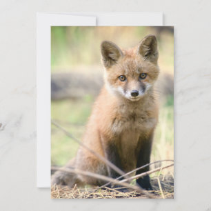 Tarjeta De Agradecimiento Animales Bebés más Lindos   Zorro Bebé