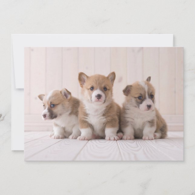 Tarjeta De Agradecimiento Animales de bebé más afectados | 3 Baby Corgis (Anverso)