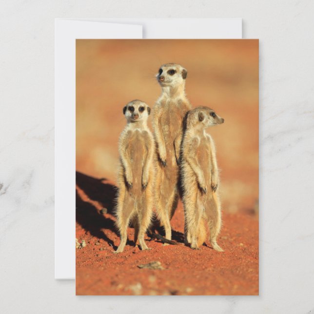 Tarjeta De Agradecimiento Animales de bebé más afectados | 3 Meerkats (Anverso)