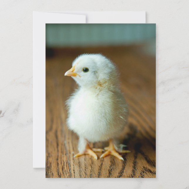 Tarjeta De Agradecimiento Animales de bebé más afectados | Baby Chick (Anverso)