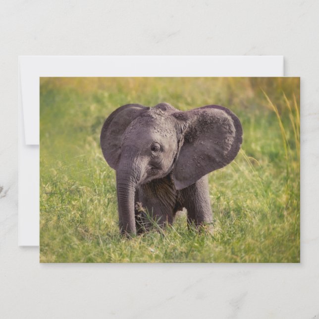 Tarjeta De Agradecimiento Animales de bebé más afectados | Baby Elephant Ken (Anverso)