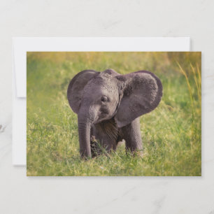 Tarjeta De Agradecimiento Animales de bebé más afectados Baby Elephant Ken