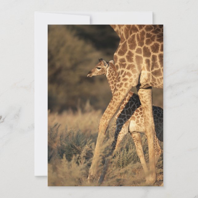 Tarjeta De Agradecimiento Animales de bebé más afectados | Baby Giraffe y Pa (Anverso)