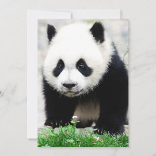 Tarjeta De Agradecimiento Animales de bebé más afectados Baby Panda Bear