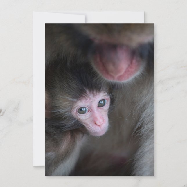 Tarjeta De Agradecimiento Animales de bebé más afectados | Bebé Macaque Mono (Anverso)
