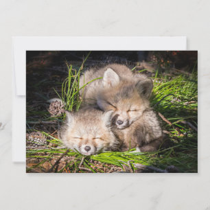 Tarjeta De Agradecimiento Animales de bebé más afectados   Bebé Red Fox Kits