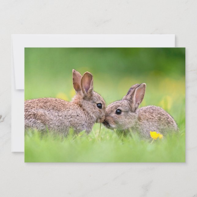 Tarjeta De Agradecimiento Animales de bebé más afectados | Bunny Kiss (Anverso)