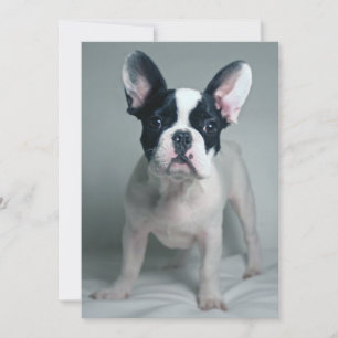 Tarjeta De Agradecimiento Animales de bebé más afectados   Cachorro de Bulld