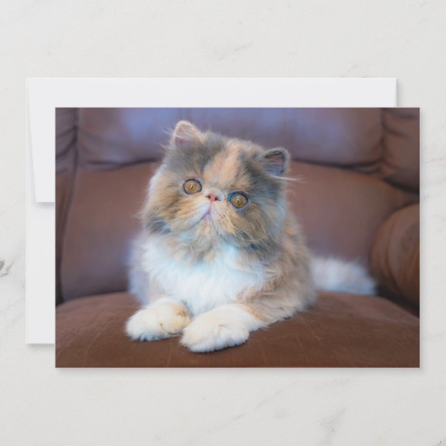 Tarjeta De Agradecimiento Animales de bebé más afectados | Calico Persian Ki (Anverso)