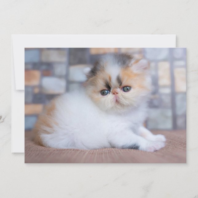 Tarjeta De Agradecimiento Animales de bebé más afectados | Calico Persian Ki (Anverso)