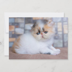 Tarjeta De Agradecimiento Animales de bebé más afectados   Calico Persian Ki