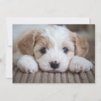 Animales de bebé más afectados | Cavashon Puppy