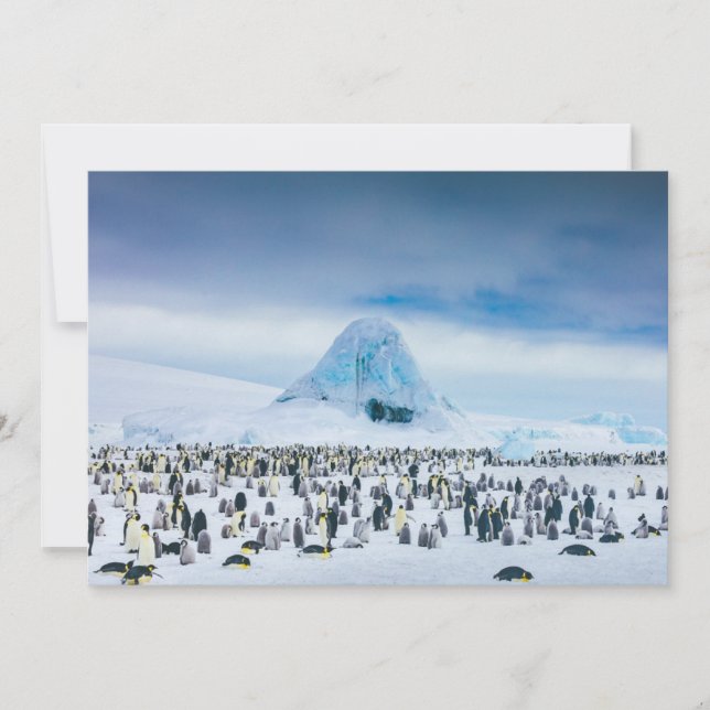 Tarjeta De Agradecimiento Animales de bebé más afectados | Colonia Emperador (Anverso)