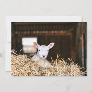 Tarjeta De Agradecimiento Animales de bebé más afectados   Cordero recién na