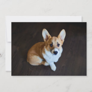Tarjeta De Agradecimiento Animales de bebé más afectados Corgi Buscando