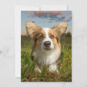 Tarjeta De Agradecimiento Animales de bebé más afectados Corgi en el Aveni