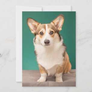 Tarjeta De Agradecimiento Animales de bebé más afectados Corgi en Verde az