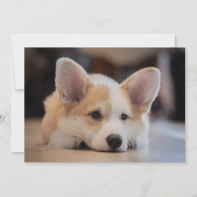 Tarjeta De Agradecimiento Animales de bebé más afectados | Corgi Puppy solit (Anverso)