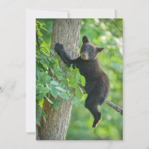 Tarjeta De Agradecimiento Animales de bebé más afectados   Cubo de oso negro