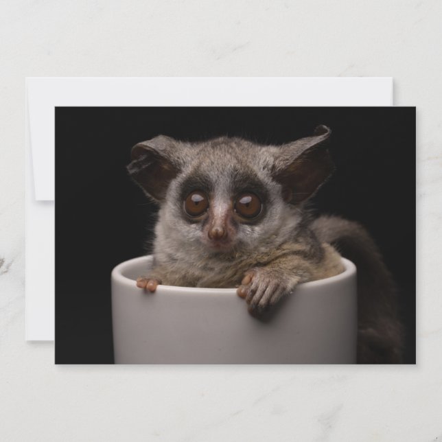 Tarjeta De Agradecimiento Animales de bebé más afectados | Cute Bushbaby (Anverso)