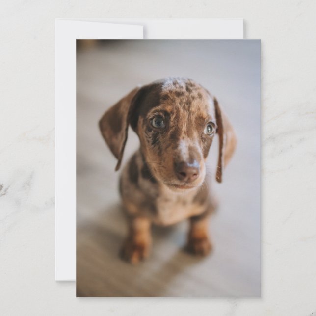 Tarjeta De Agradecimiento Animales de bebé más afectados | Dachshund Puppy (Anverso)