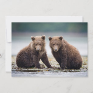 Tarjeta De Agradecimiento Animales de bebé más afectados Dos Cubos de oso