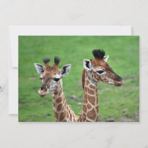 Tarjeta De Agradecimiento Animales de bebé más afectados Dos jirafas para