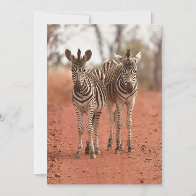 Tarjeta De Agradecimiento Animales de bebé más afectados | Dos jóvenes cebra (Anverso)