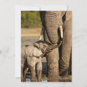 Tarjeta De Agradecimiento Animales de bebé más afectados   Elefante bebé y m