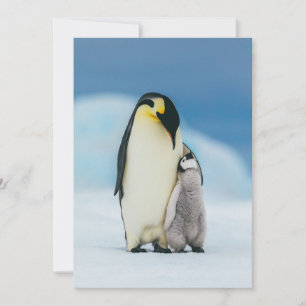 Tarjeta De Agradecimiento Animales de bebé más afectados   Emperador Pingüin