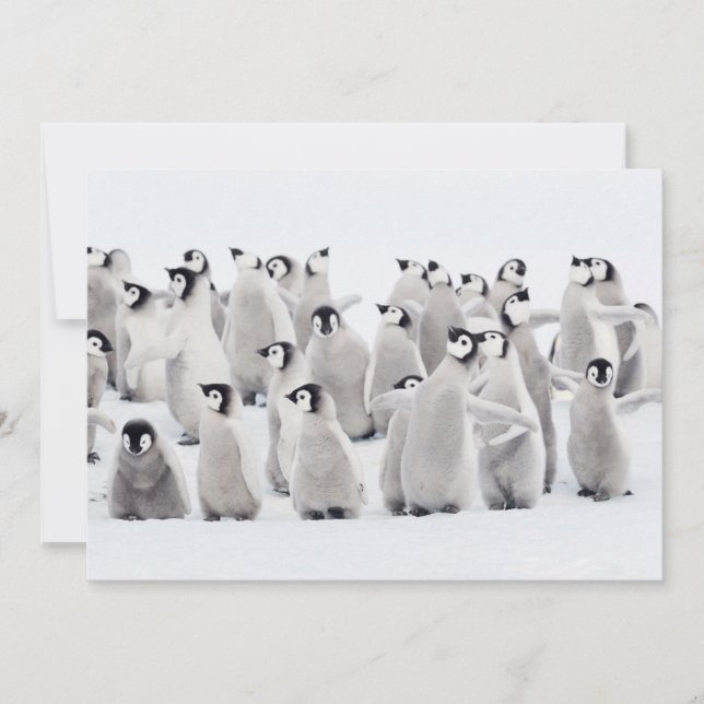 Tarjeta De Agradecimiento Animales de bebé más afectados | Emperador Pingüin (Anverso)